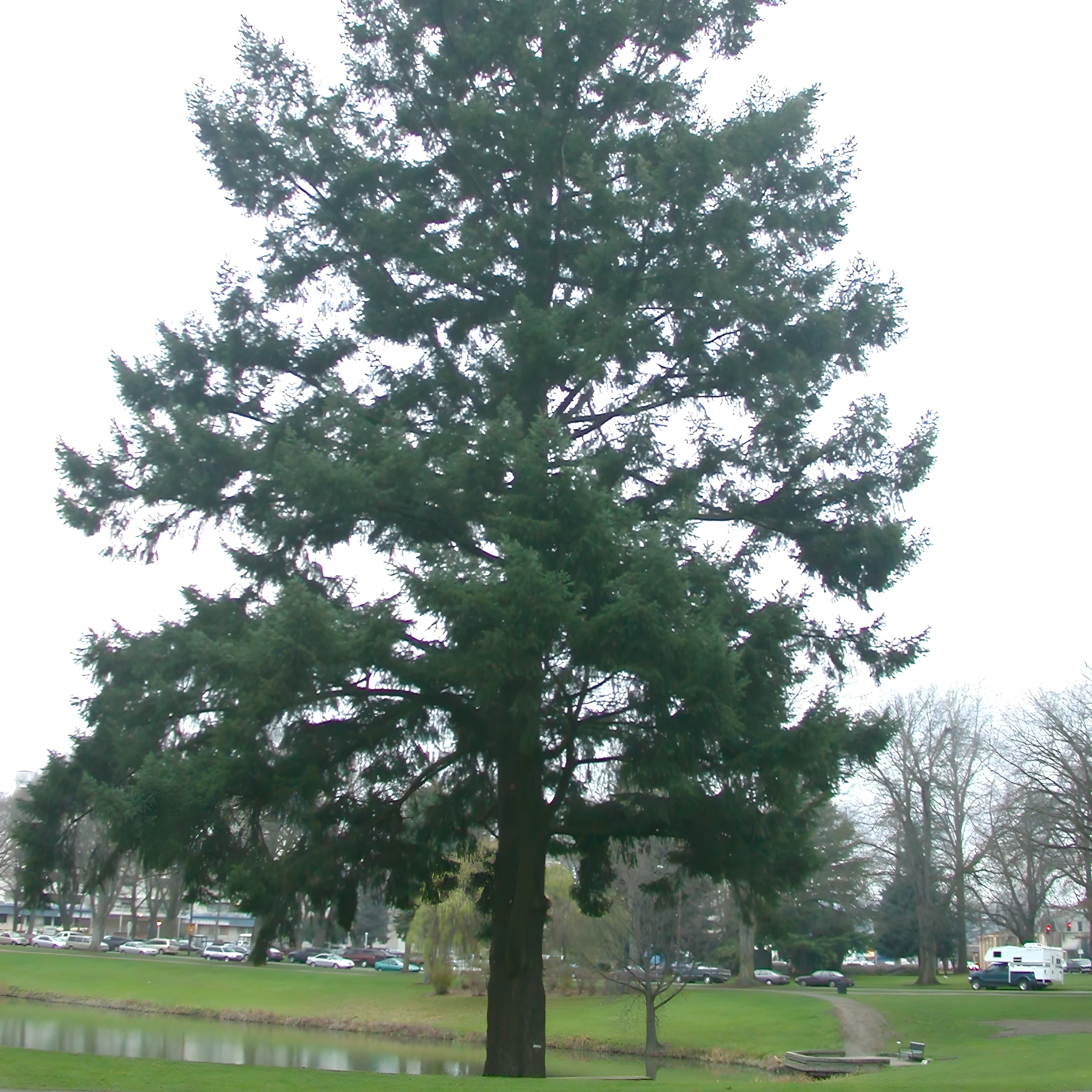 douglas-fir tree